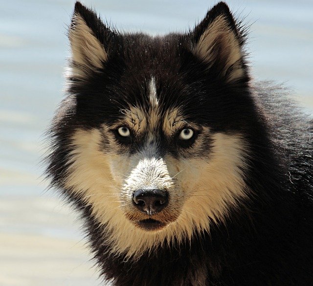 i-10-migliori-cani-da-difesa-2