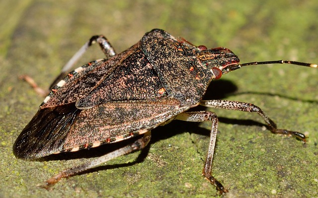 die-10-nicht-heimischen-gefahrlichen-tierarten-in-deutschland