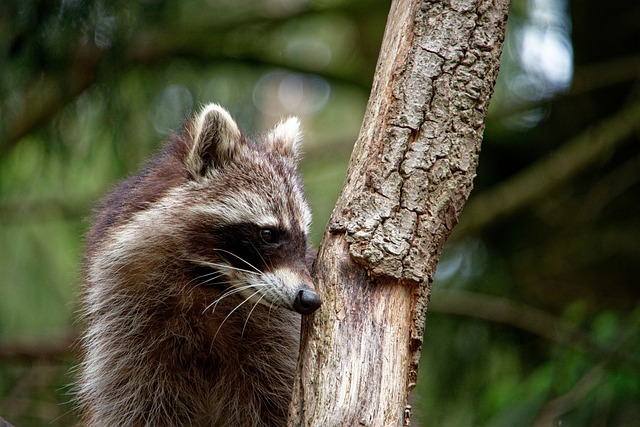 les-10-especes-d-animaux-non-indigenes-dangereuses-en-france