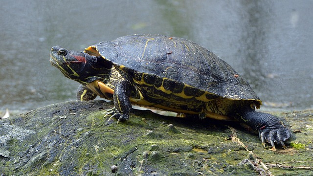 les-10-especes-d-animaux-non-indigenes-dangereuses-en-france