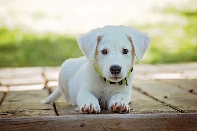 come-trovare-il-nome-adatto-per-il-tuo-cucciolo