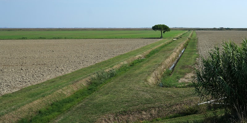 vanja