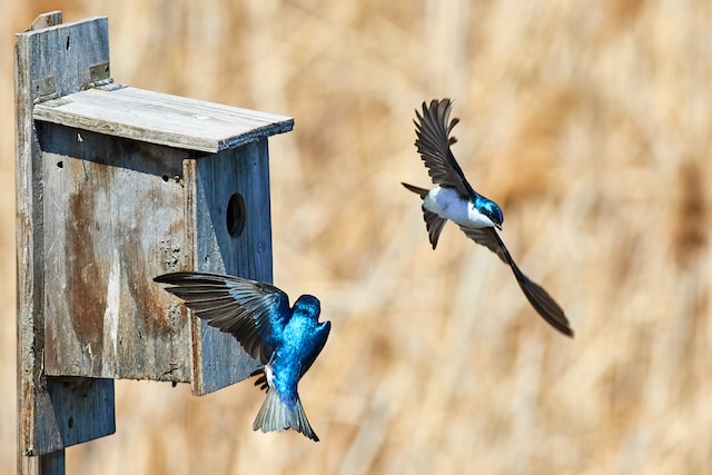 come-costruire-una-casetta-di-legno-per-uccelli