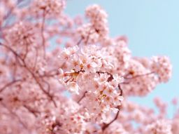 sakura-tutta-la-fragile-bellezza-dei-fiori-di-ciliegio