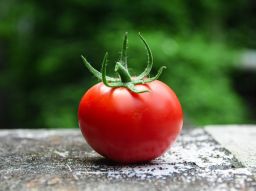 curiosita-sul-pomodoro-e-le-sue-origini